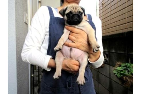 成約済の神奈川県のパグ-52346の2枚目